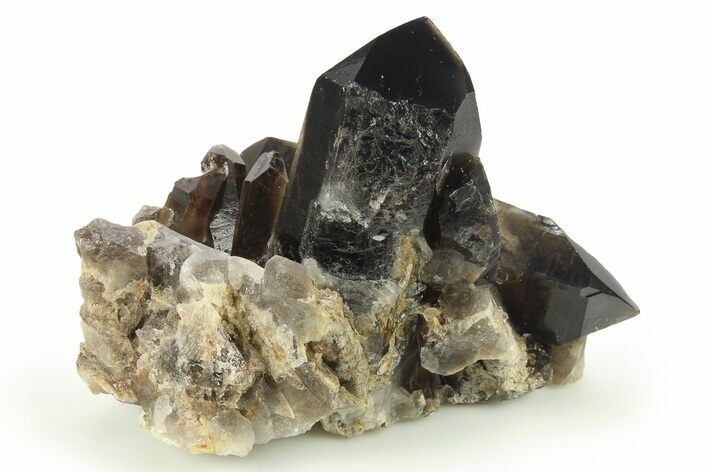 Dark Smoky Quartz Crystal Cluster - Brazil #272997